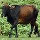 A modern-day female zebu in Sri Lanka.